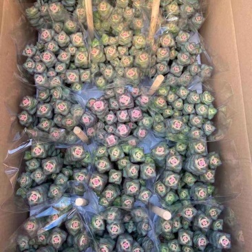 星王子锦15装白盆子