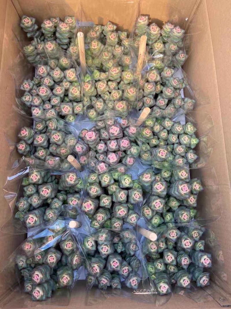 星王子锦15装白盆子
