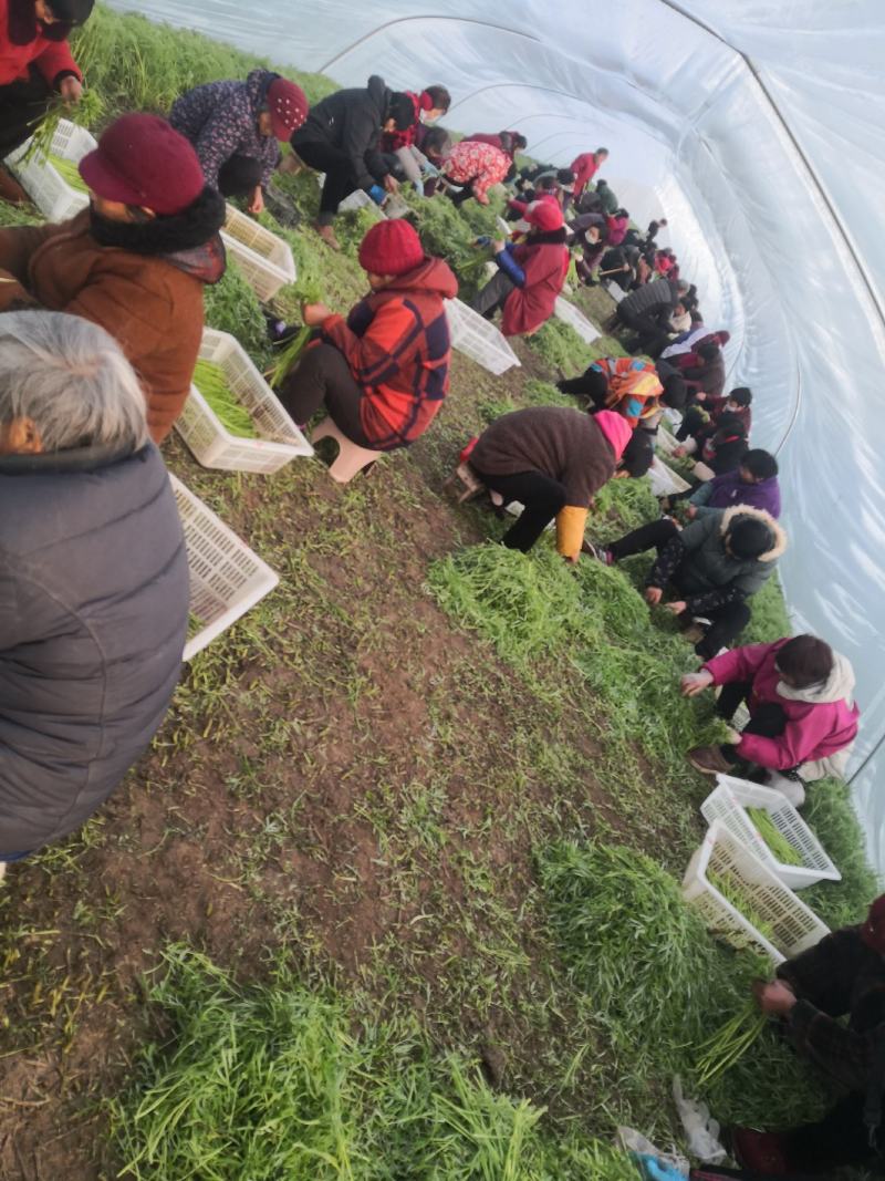芦蒿黎蒿新鲜鲜嫩可口
