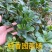 八角树树苗南北方庭院四季高产八角苗正宗广西藤县古龙八角嫁接苗
