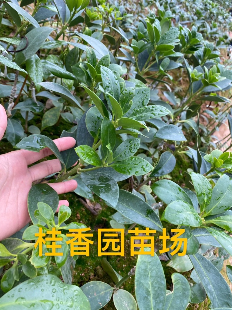 八角树树苗南北方庭院四季高产八角苗正宗广西藤县古龙八角嫁接苗