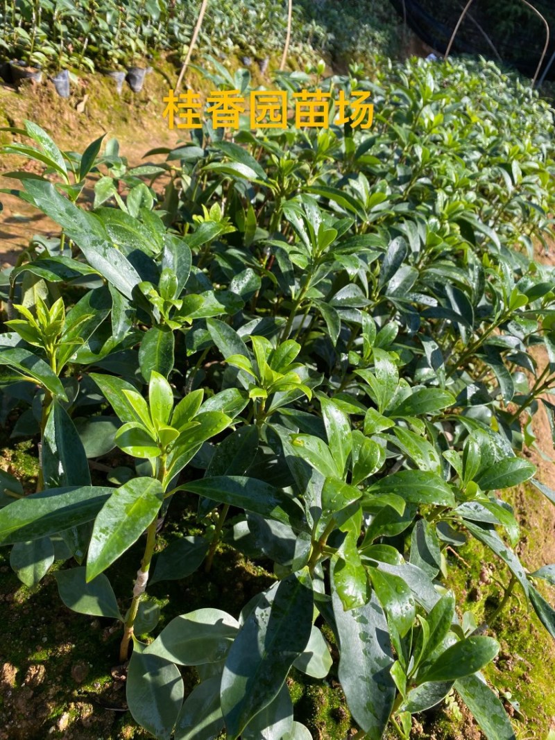 八角树树苗南北方庭院四季高产八角苗正宗广西藤县古龙八角嫁接苗