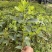 八角树树苗南北方庭院四季高产八角苗正宗广西藤县古龙八角嫁接苗