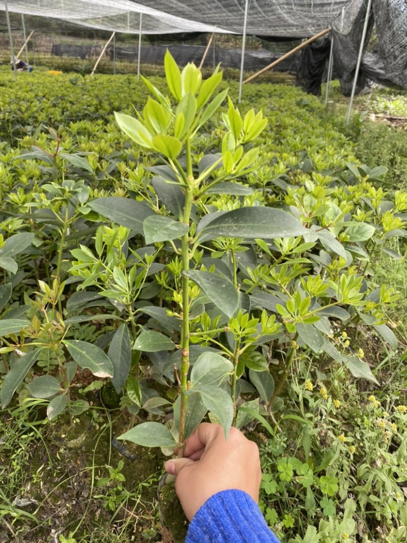 八角树树苗南北方庭院四季高产八角苗正宗广西藤县古龙八角嫁接苗