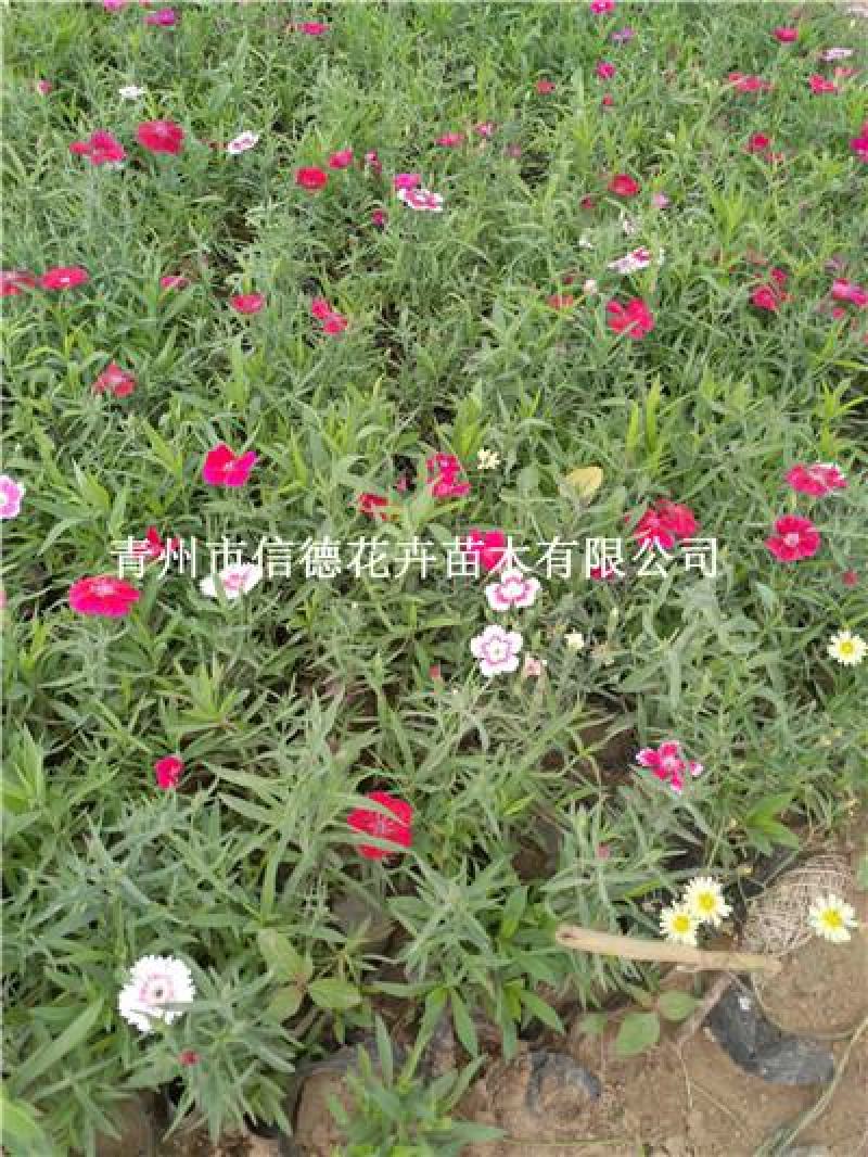 五彩石竹苗，一手货源，基地发货，真实可靠，成活率高