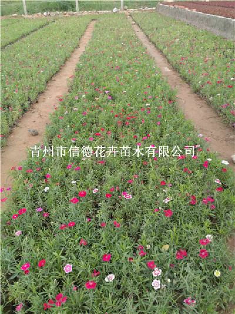 五彩石竹苗，一手货源，基地发货，真实可靠，成活率高