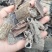 野生杜仲皮杜仲树皮正品干货整块大块产地直销