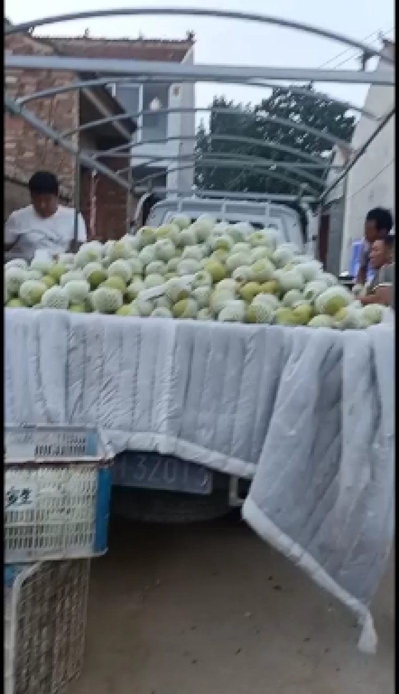 梨一条龙服务！！套袋果上市了，7月下旬正式上市！可全国发