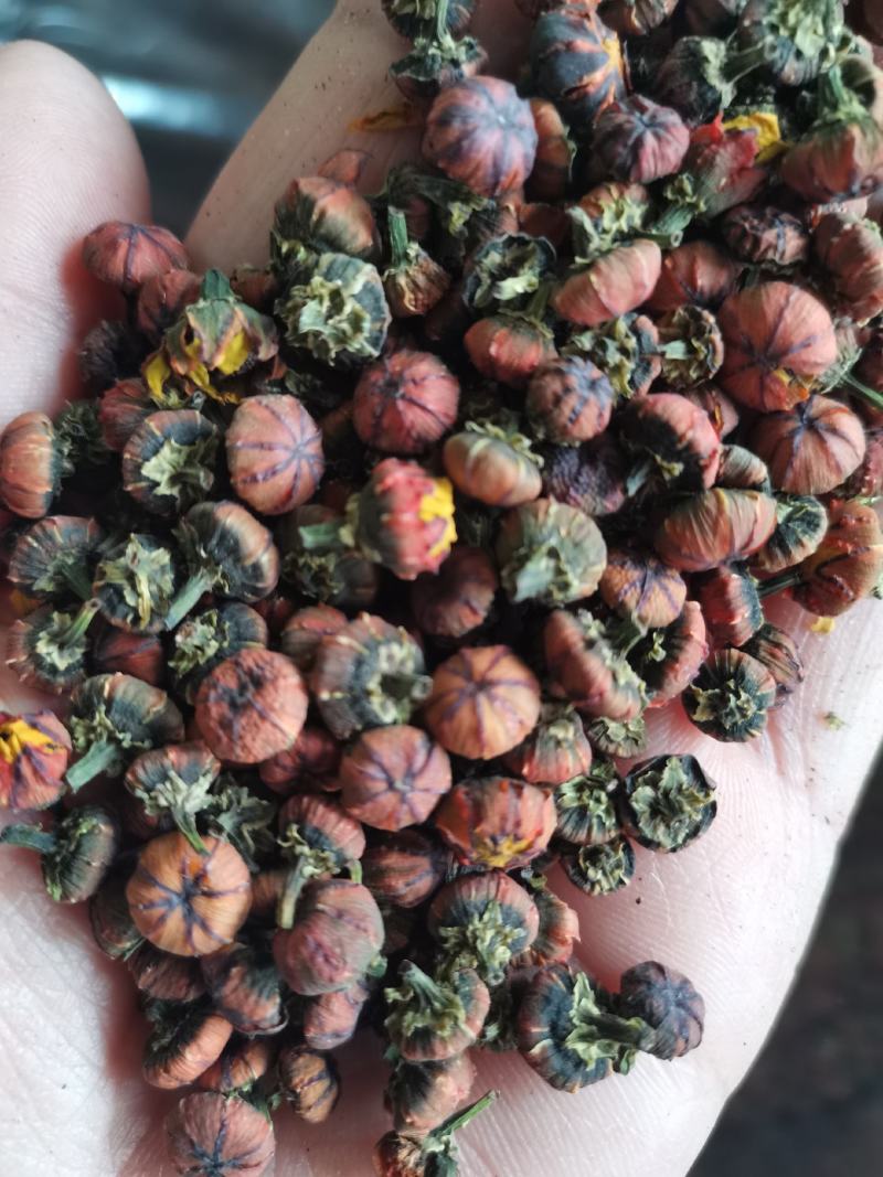 雪菊新疆野生昆仑雪菊胎菊高海拔家乡的味道包邮