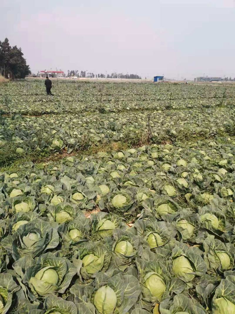 精品甘蓝大量有货欢迎新老客户代购