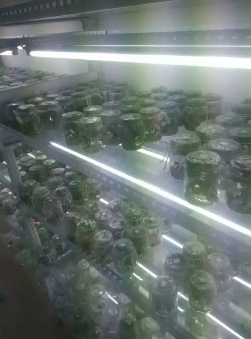 农科院授权单位脱毒原种红薯苗西瓜红苗龙九苗烟薯苗蜜薯苗