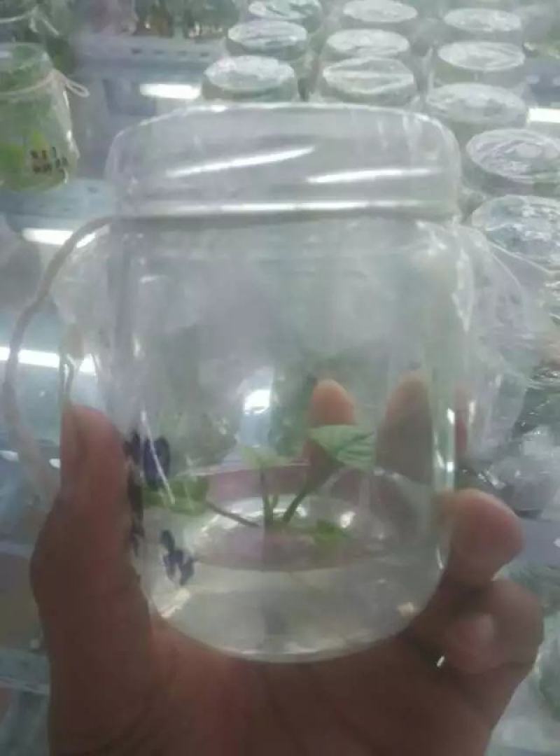 农科授权单位脱毒原种苗济薯26原种苗西瓜红苗烟薯苗龙九苗