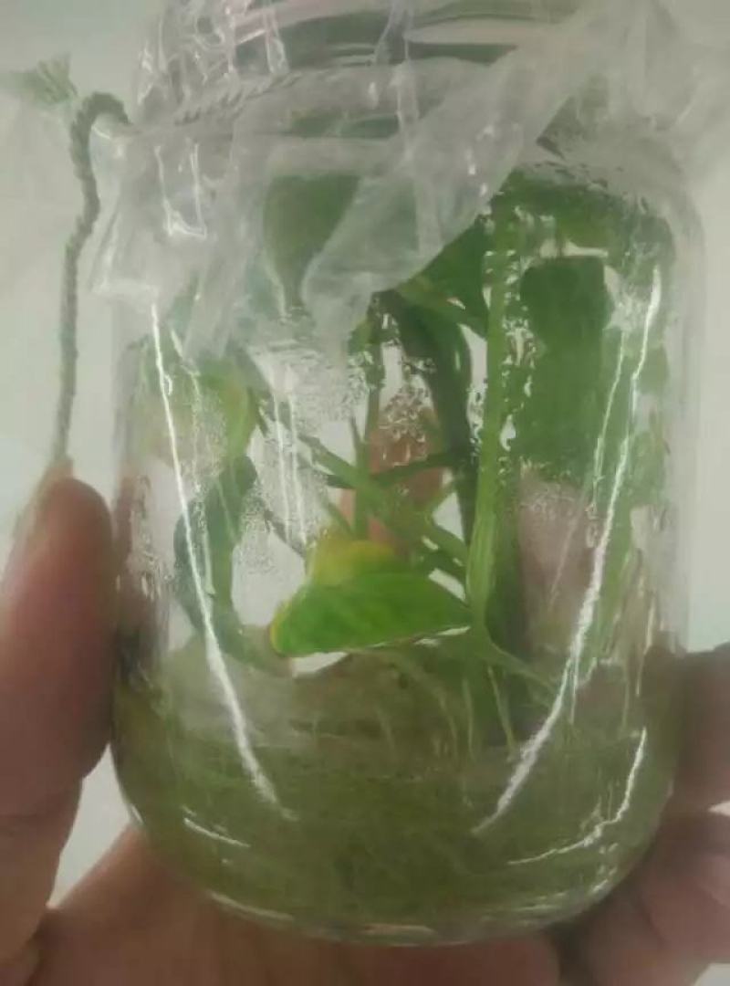 农科授权单位脱毒原种苗济薯26原种苗西瓜红苗烟薯苗龙九苗