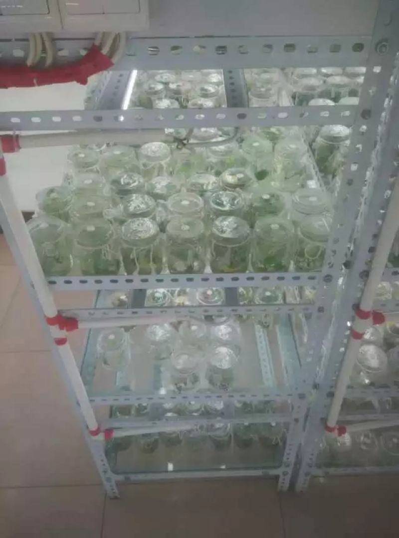 农科授权单位脱毒原种苗济薯26原种苗西瓜红苗烟薯苗龙九苗