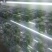 农科授权单位脱毒原种苗济薯26原种苗西瓜红苗烟薯苗龙九苗