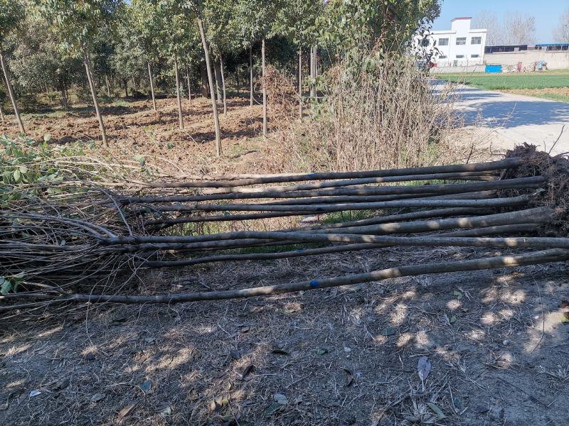 3公分大叶女贞，原冠/截头发帽。树形好，苗圃直发