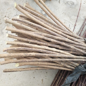 新品种丝棉木，金叶卫矛接穗，花叶卫矛接穗，开始预订。