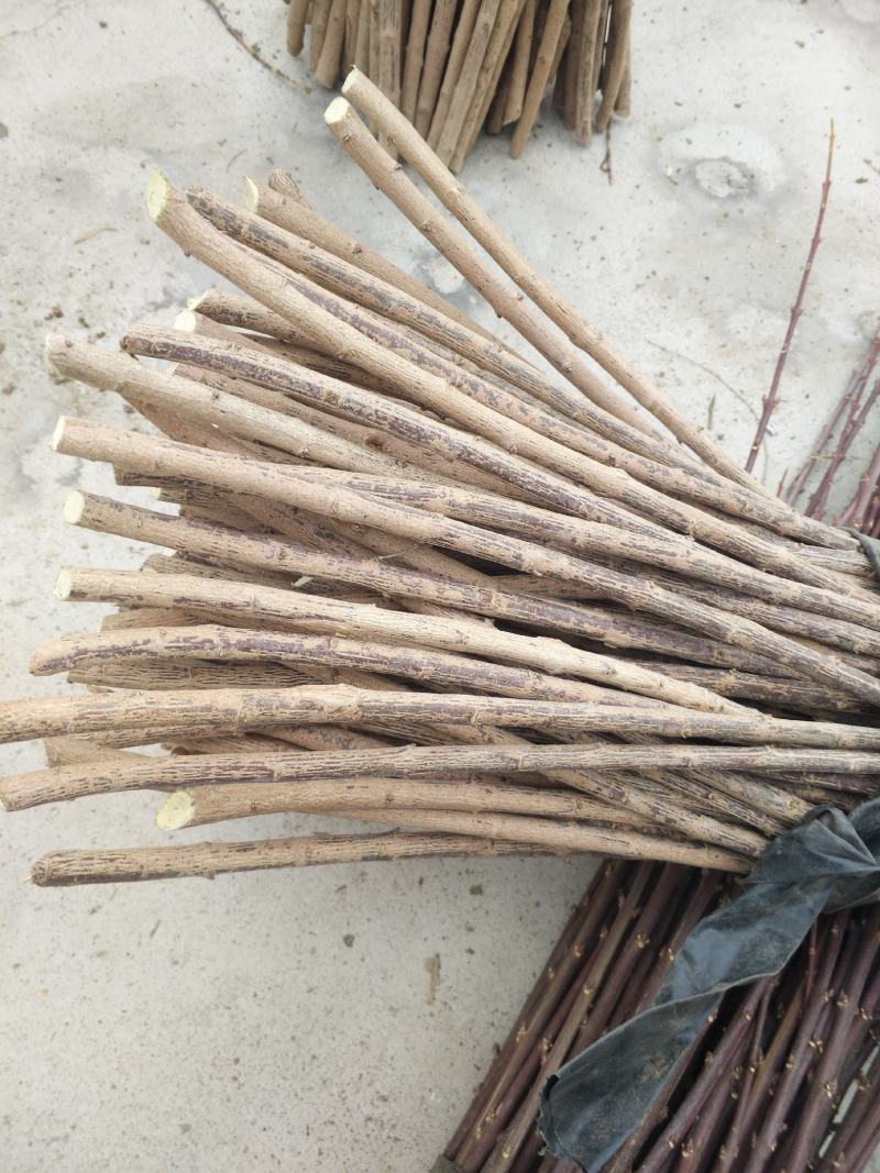 新品种丝棉木，金叶卫矛接穗，花叶卫矛接穗，开始预订。