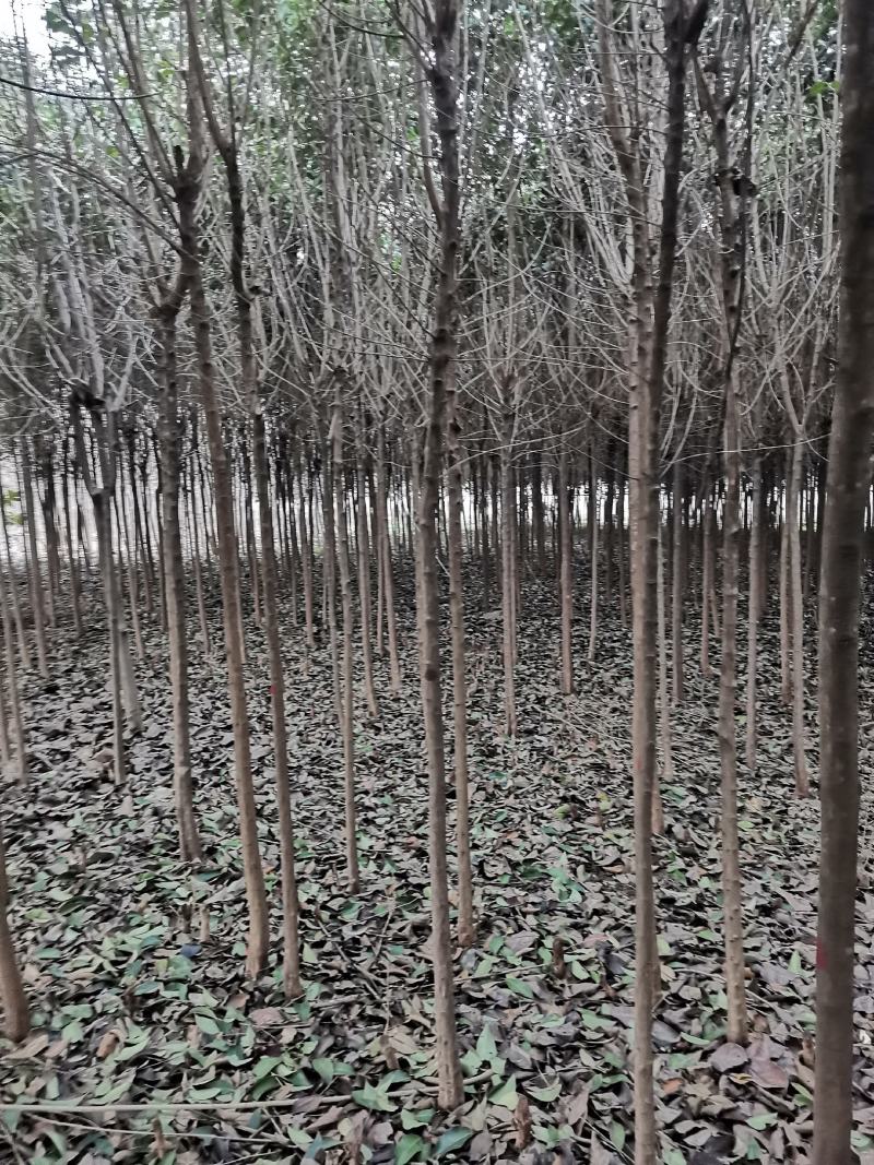 4公分大叶女贞，截头发帽/原冠，树形好，基地直供，