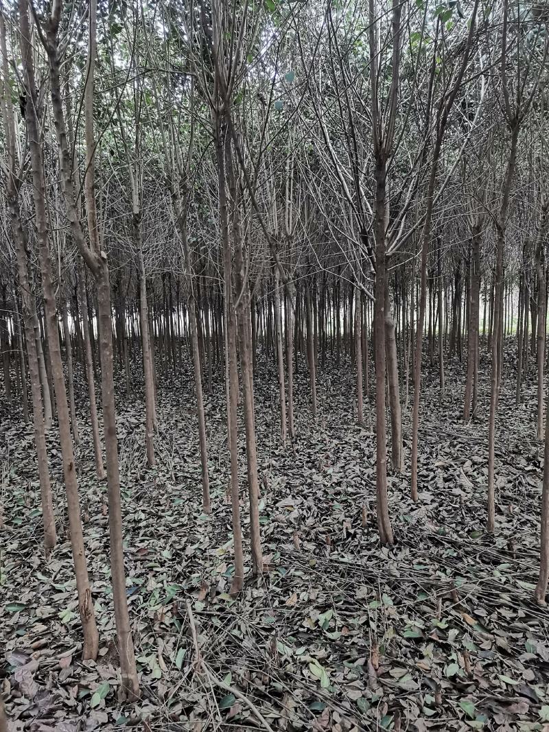 4公分大叶女贞，截头发帽/原冠，树形好，基地直供，