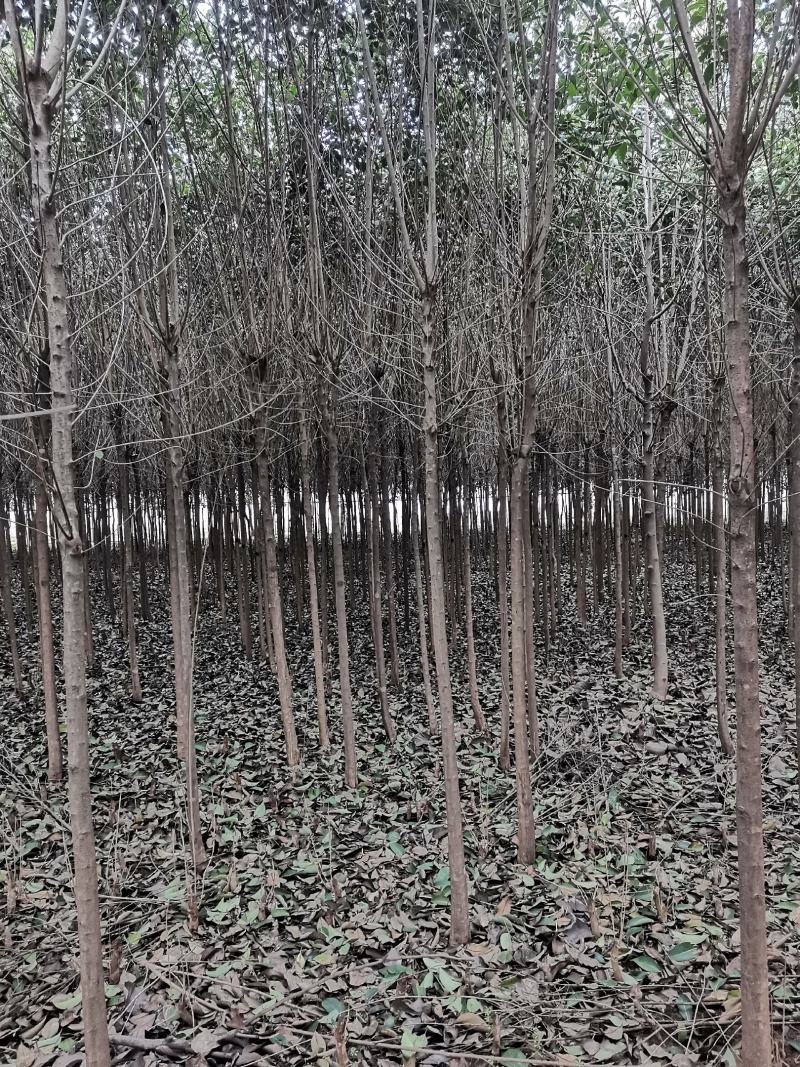 4公分大叶女贞，截头发帽/原冠，树形好，基地直供，