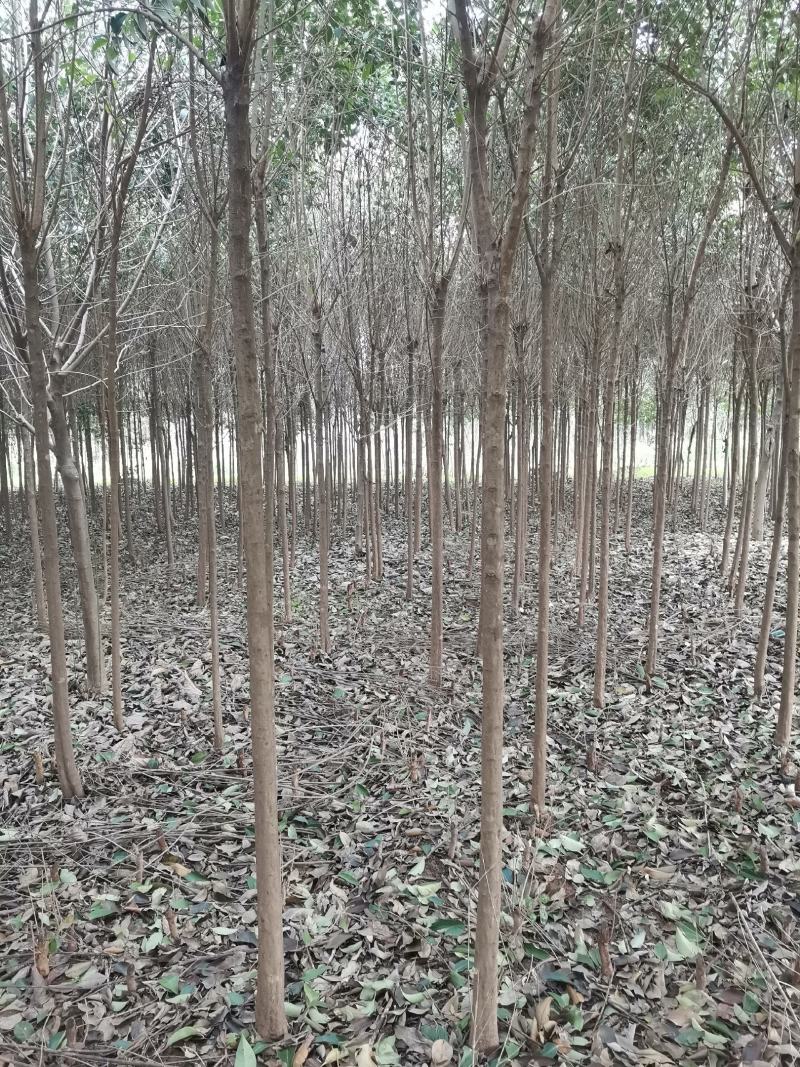 4公分大叶女贞，截头发帽/原冠，树形好，基地直供，