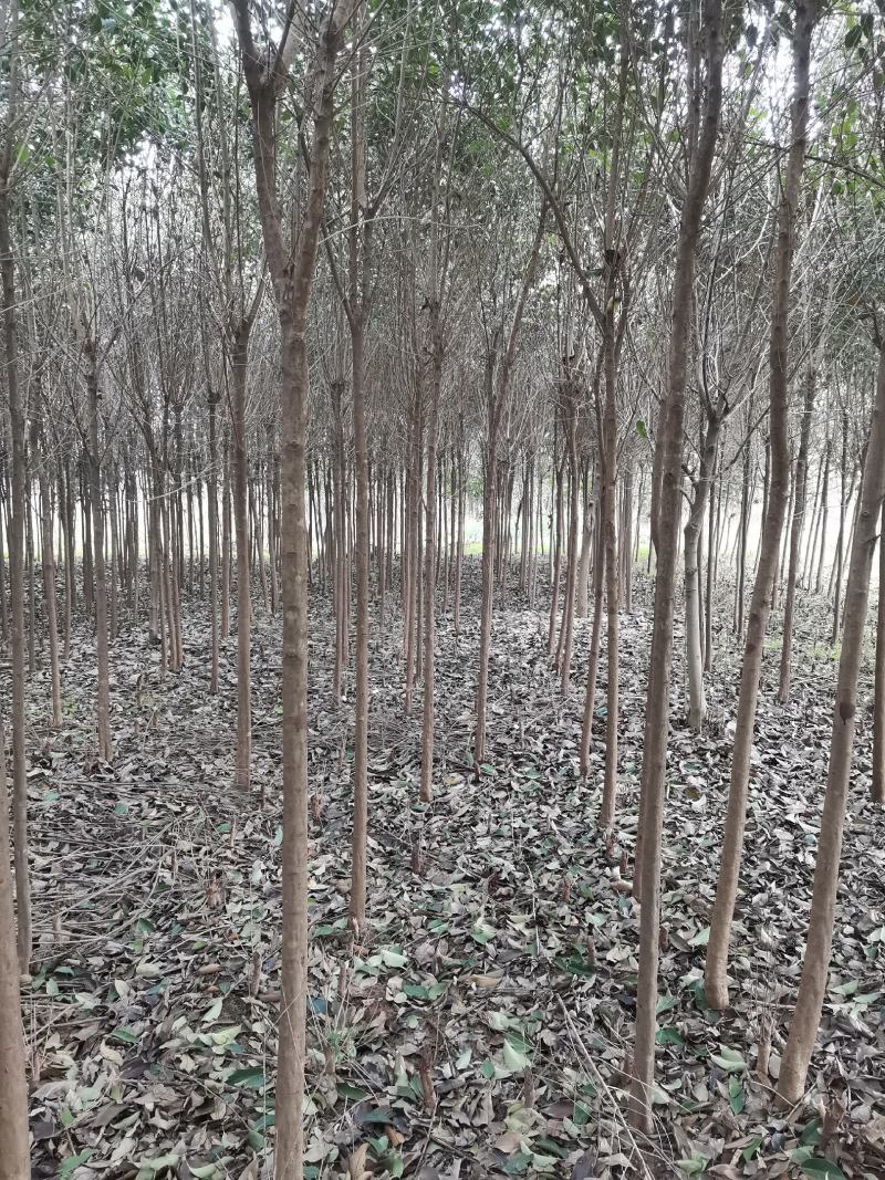 4公分大叶女贞，截头发帽/原冠，树形好，基地直供，