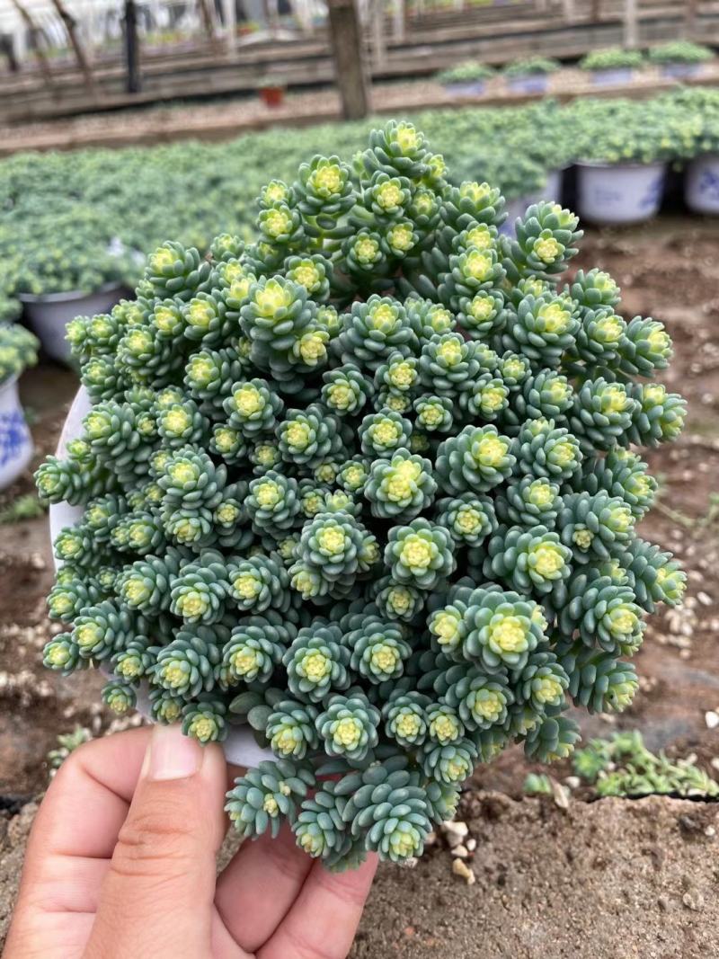 紫旋叶锦也称姬星美人