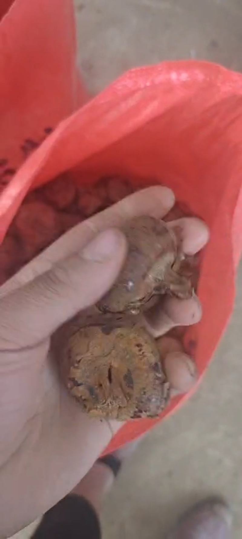 马蹄个头大口感甜颜色红正卖样好