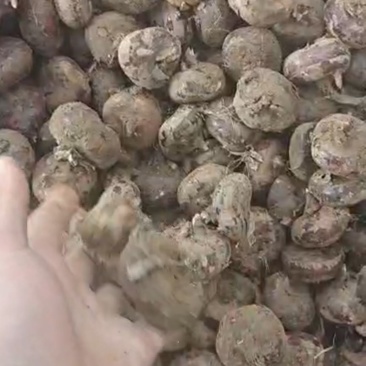 马蹄个头大口感甜颜色红正卖样好