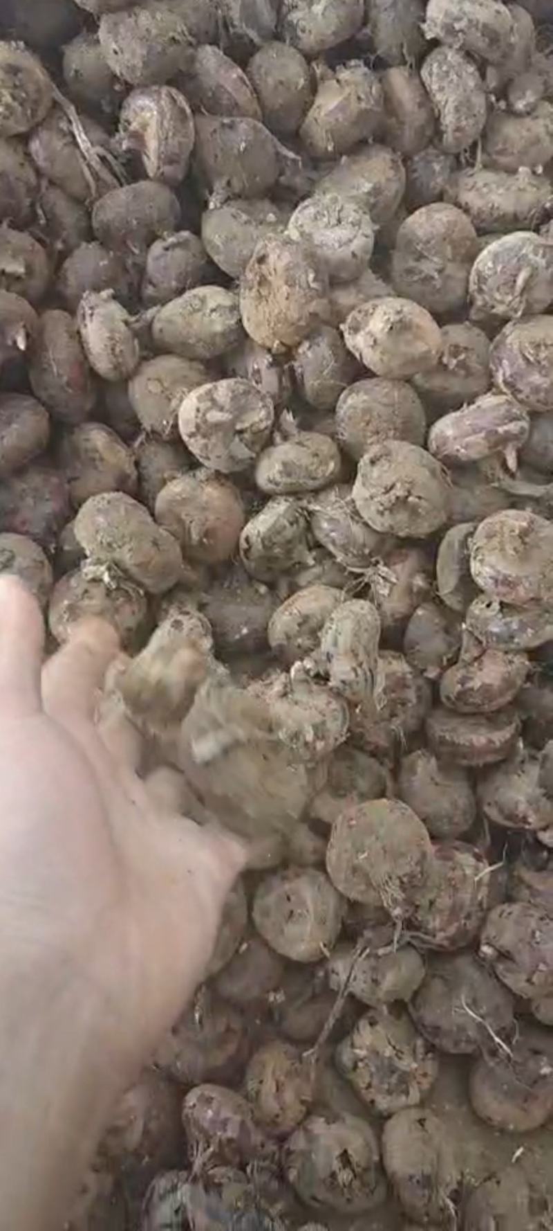 马蹄个头大口感甜颜色红正卖样好