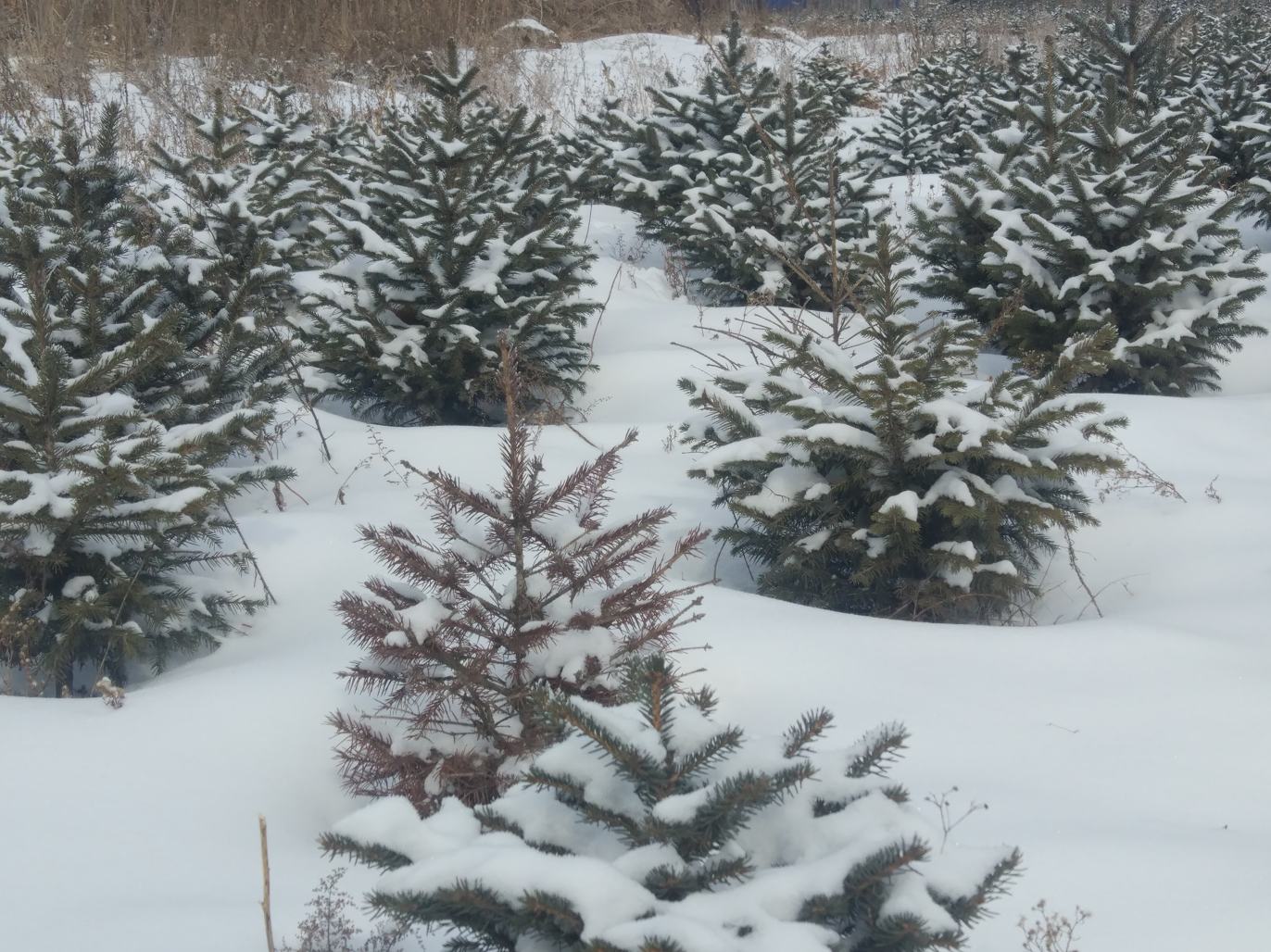 冬季雪景中的白皮松,枝叶覆盖白雪,展现其坚韧与美感 白皮松在冬季雪景中的姿态