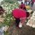 山东兰陵精品黄心大白菜，大量有货，价格不高，质量非常好，