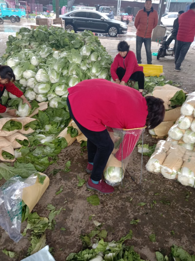 山东兰陵精品黄心大白菜，大量有货，价格不高，质量非常好，