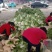 山东兰陵精品黄心大白菜，大量有货，价格不高，质量非常好，