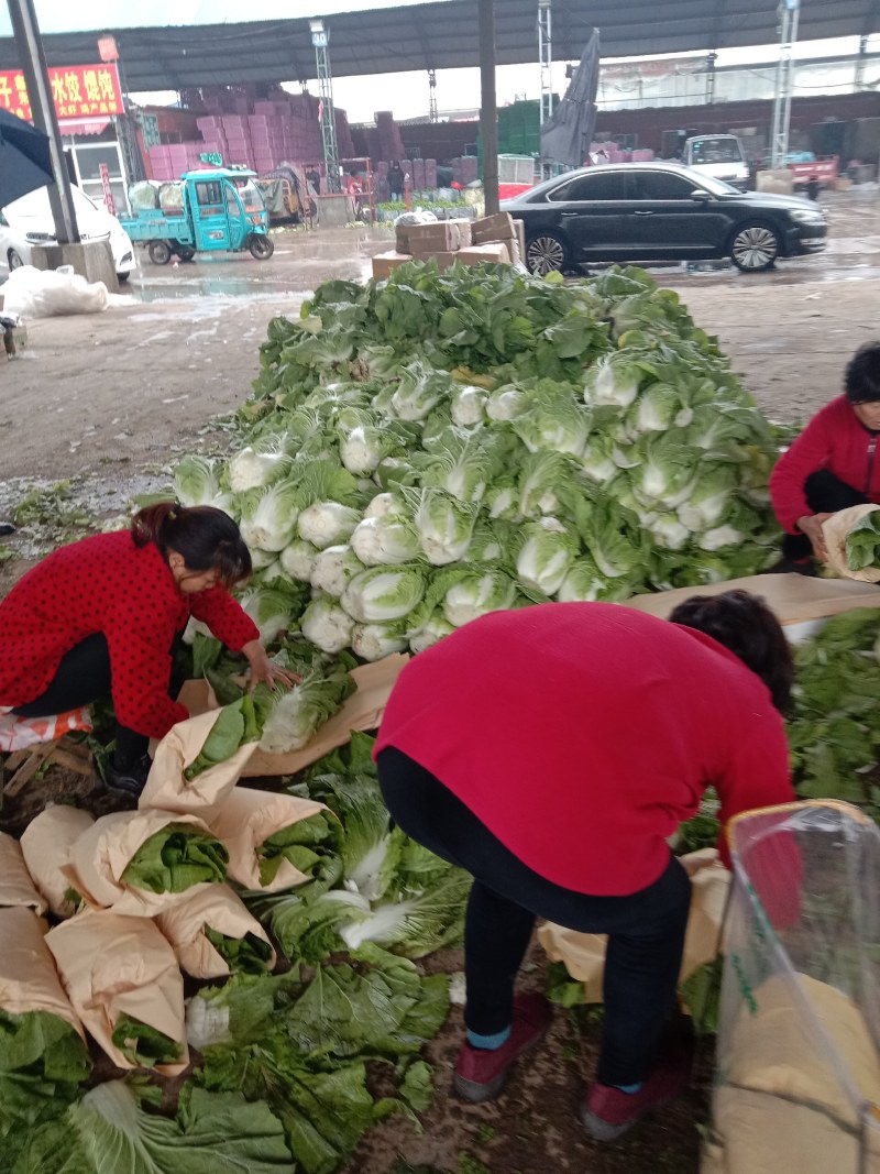 山东兰陵精品黄心大白菜，大量有货，价格不高，质量非常好，
