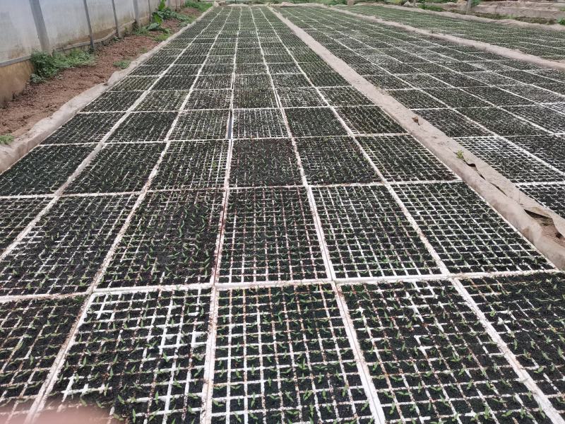 育苗基地优质三号椒辣椒苗（椒王）