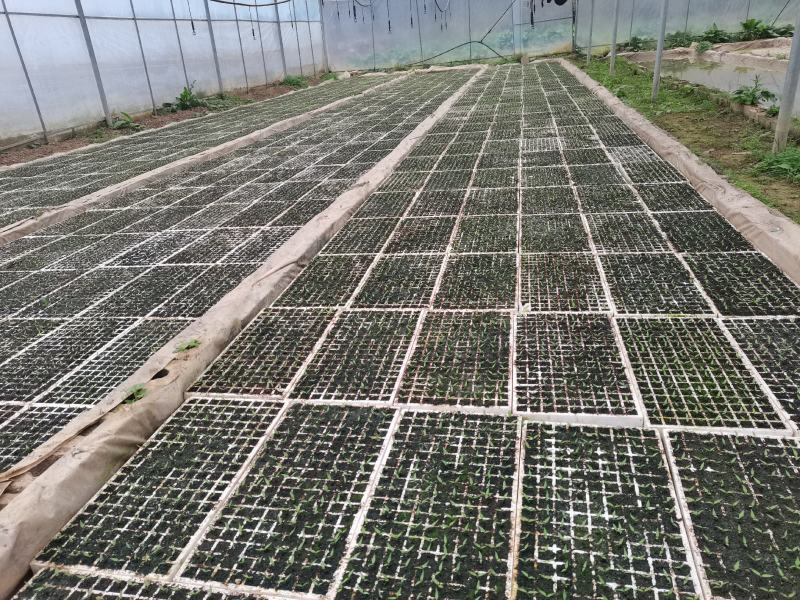 育苗基地优质三号椒辣椒苗（椒王）