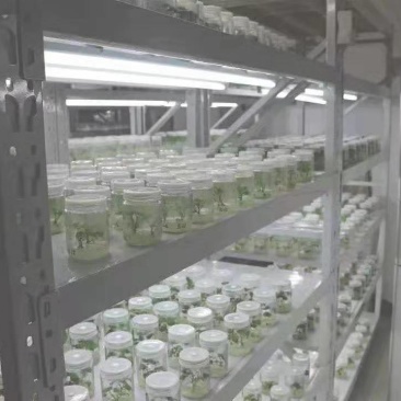 供应河南农科院脱毒红薯苗美国9408，高产型，基地直供