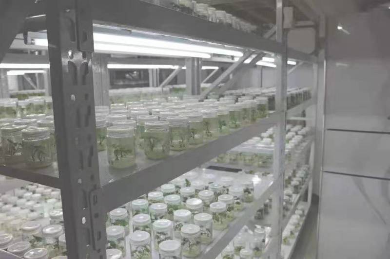 供应河南农科院脱毒红薯苗美国9408，高产型，基地直供