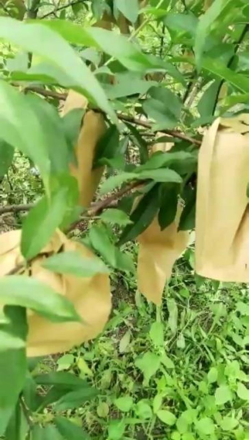 葡萄袋，葡萄套袋单双层葡萄套袋
