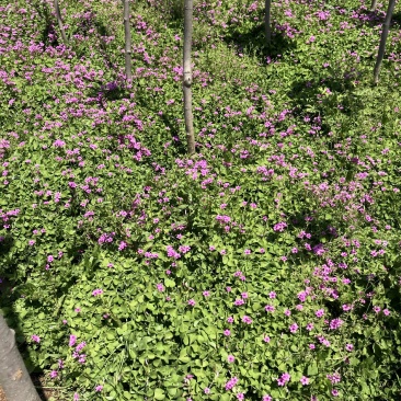 江苏红花炸酱草红花炸浆草农户批发价量大从优