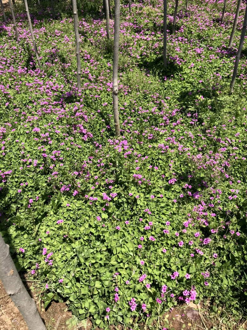 江苏红花炸酱草红花炸浆草农户批发价量大从优