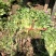 江苏红花炸酱草红花炸浆草农户批发价量大从优