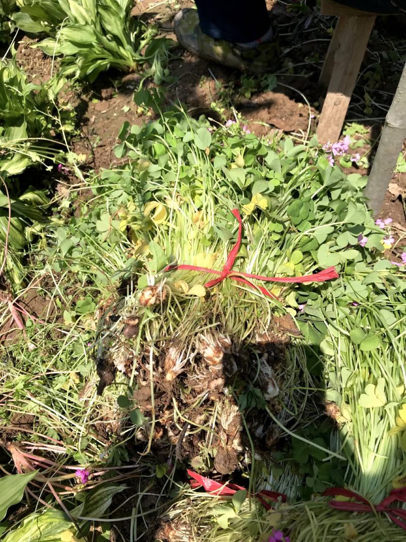 江苏红花炸酱草红花炸浆草农户批发价量大从优