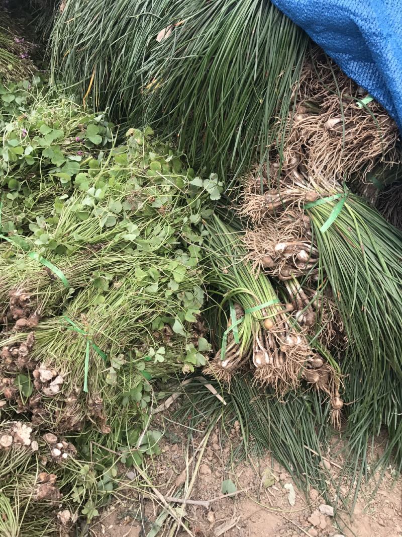 江苏红花炸酱草红花炸浆草农户批发价量大从优