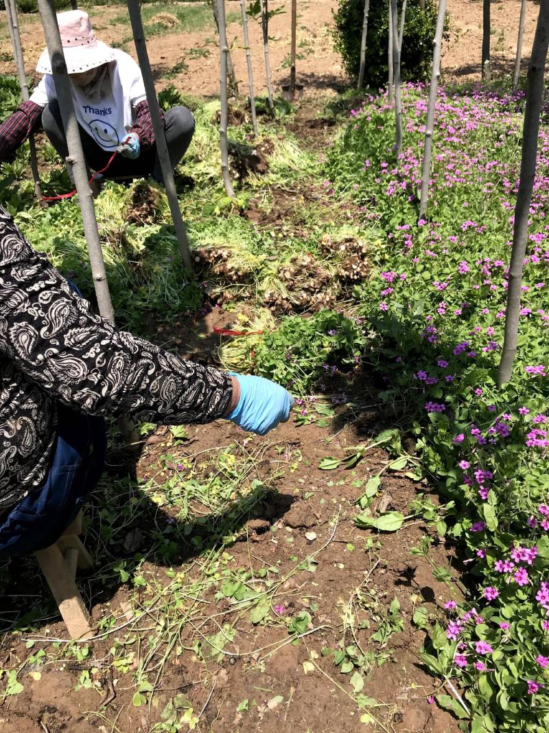 江苏红花炸酱草红花炸浆草农户批发价量大从优
