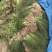江苏红花炸酱草红花炸浆草农户批发价量大从优