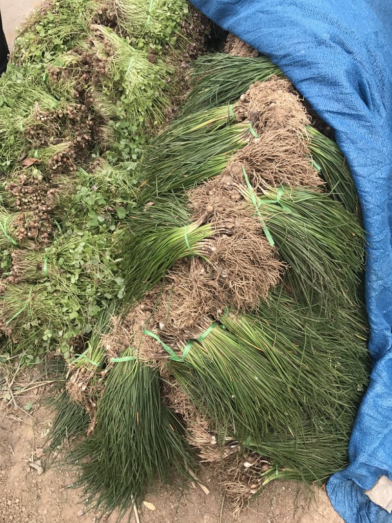 江苏红花炸酱草红花炸浆草农户批发价量大从优