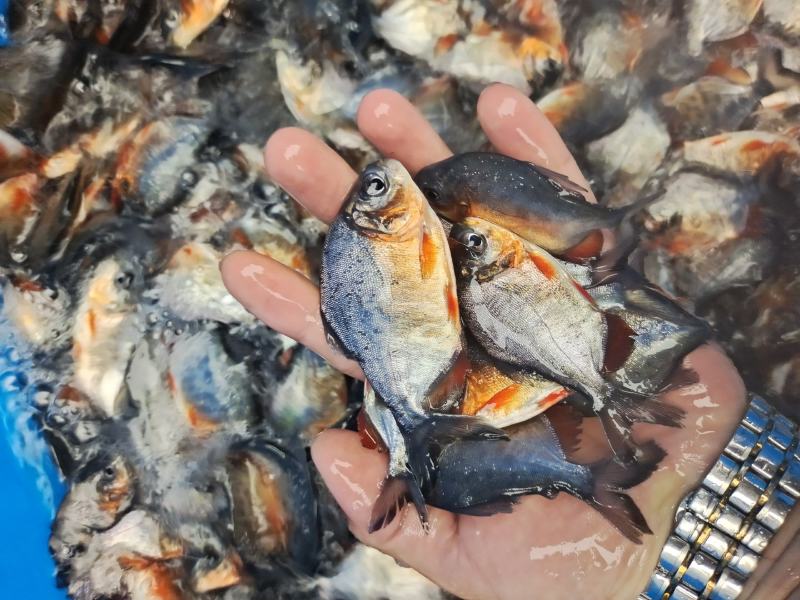 淡水白鲳鱼苗，良种快大优质苗种技术指导养殖规划